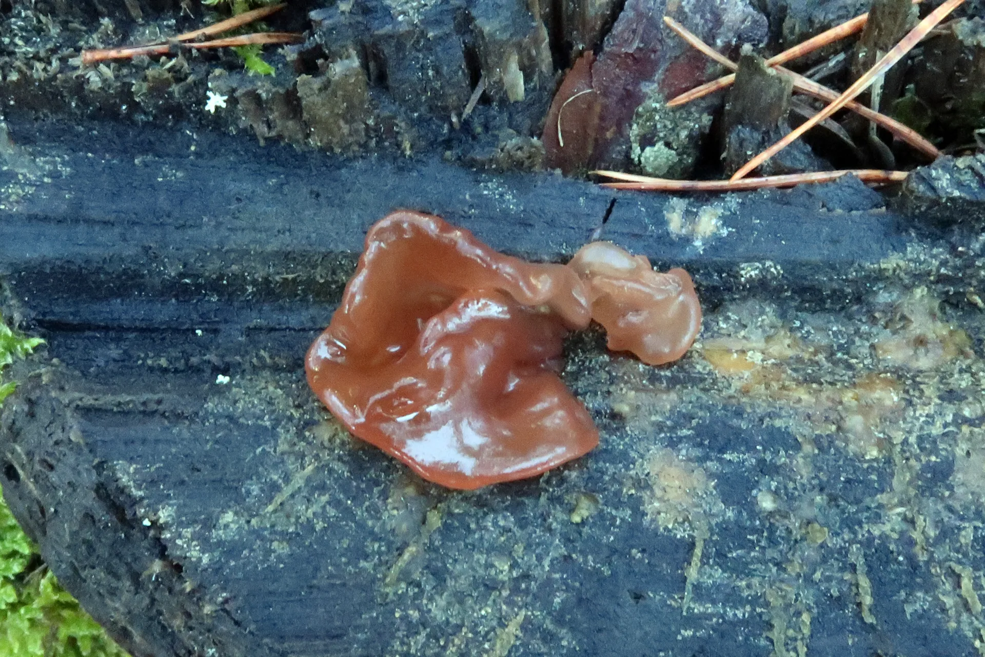 Phaeotremella foliacea - 1 - IMG_2072